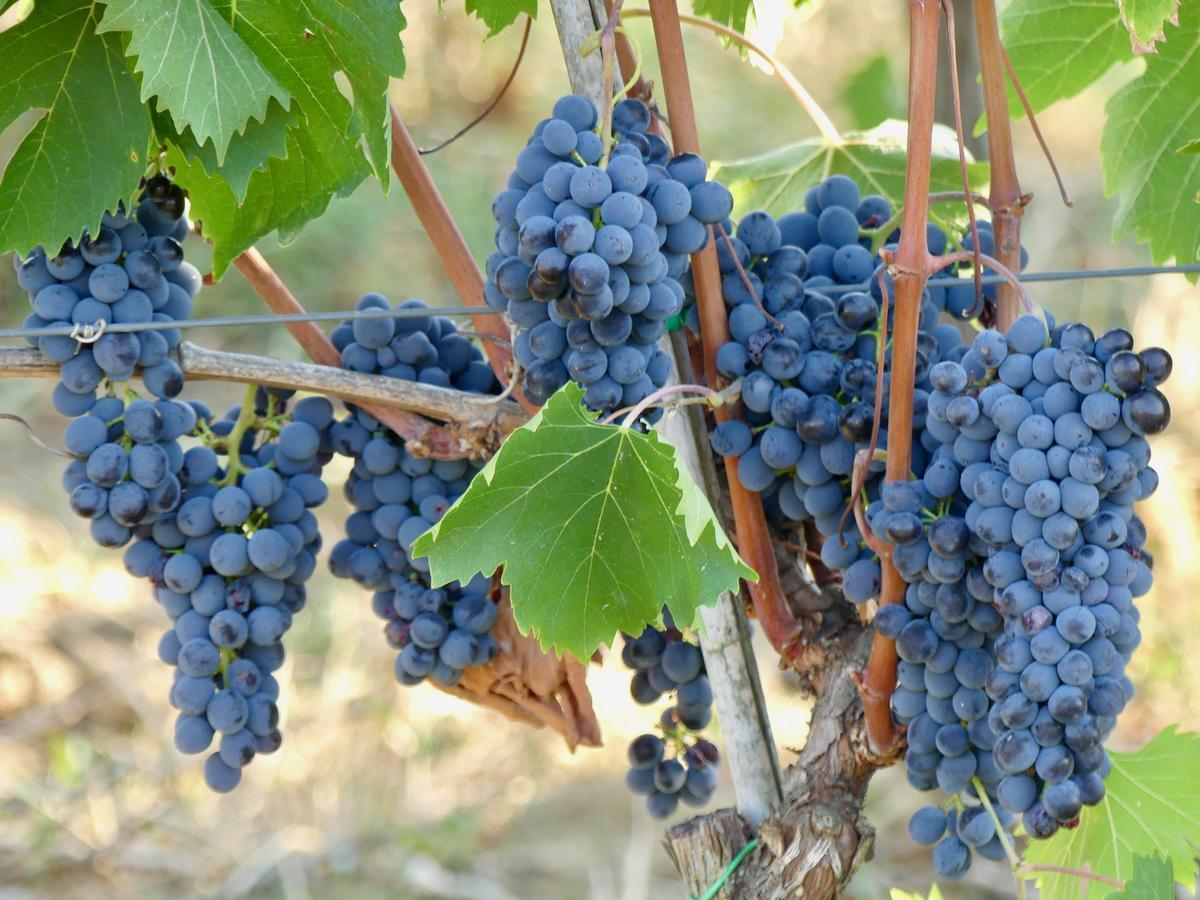 Willa Due Piani Barberino di Val dʼElsa Zewnętrze zdjęcie