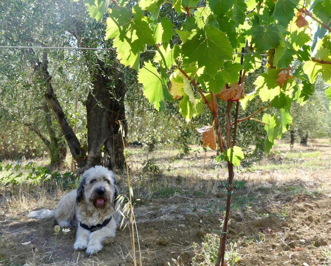 Willa Due Piani Barberino di Val dʼElsa Zewnętrze zdjęcie